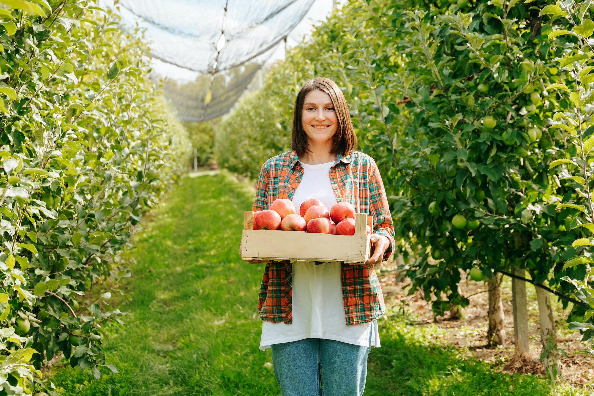Front view young woman farmer smile stand in apple orchard hold box freshly picked apples in hand.