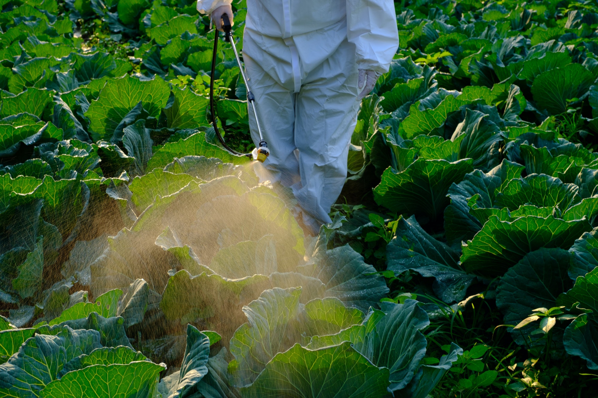 Gardener in a protective suit spray Insecticide and chemistry on cabbage vegetable plant