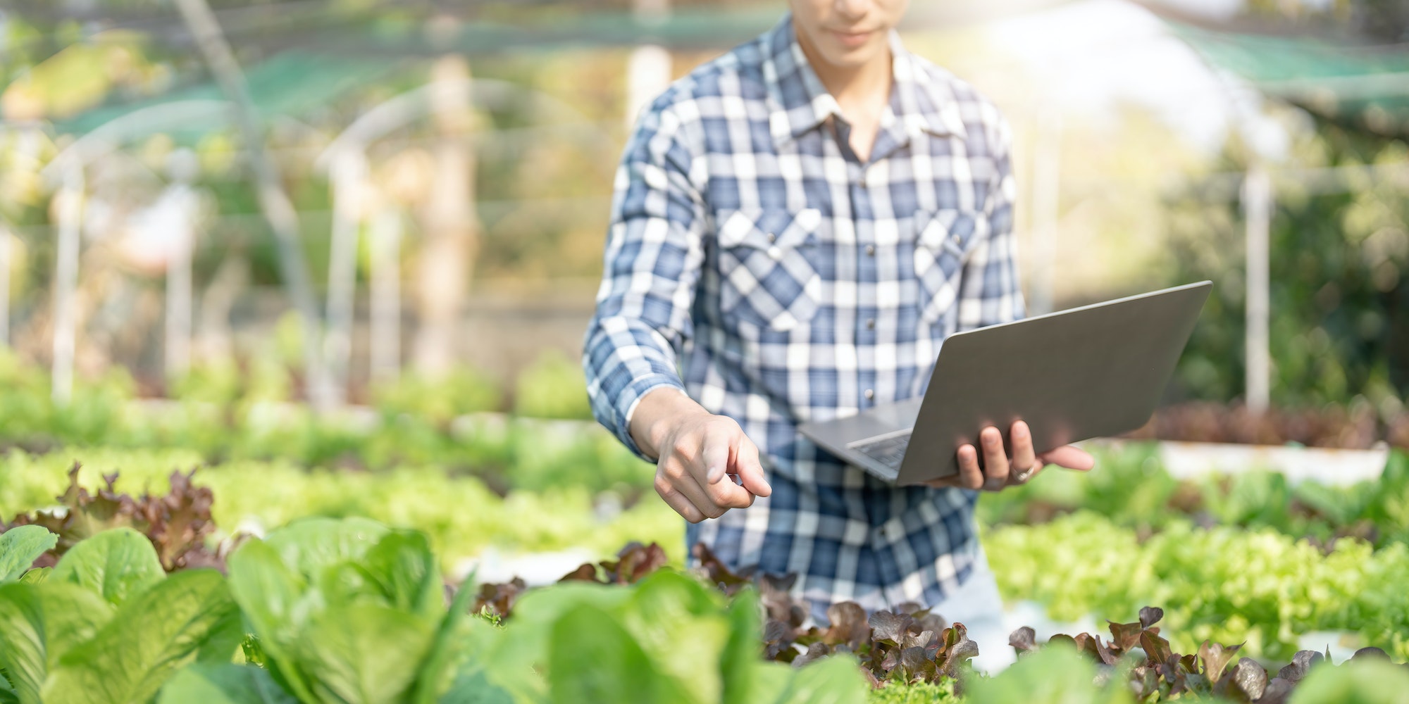 Male farmer using laptop examing quality of vegetable hydroponic at greenhouse. Concept of