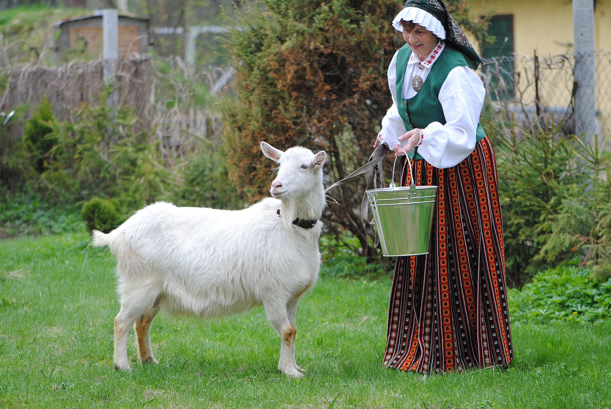 Senior woman in Latvian national folk costume and white goat in countryside