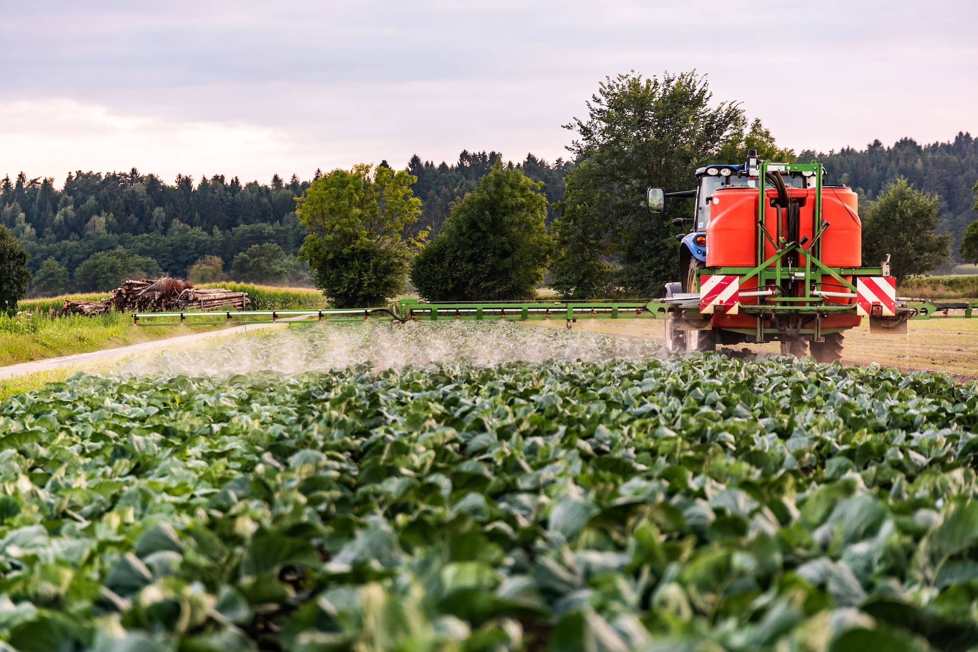 Tractor spraying pesticides on cabbage field