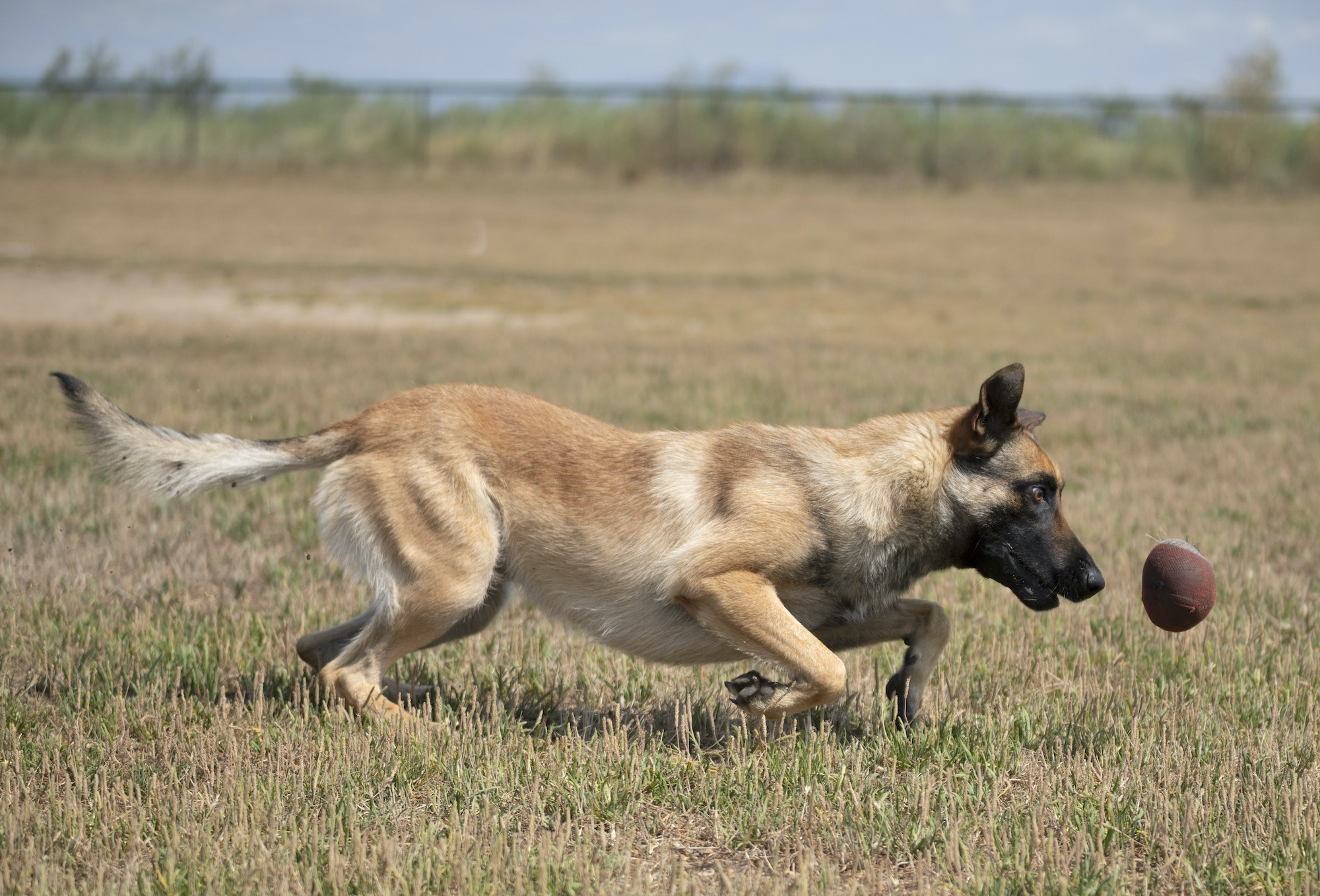 training of police dog