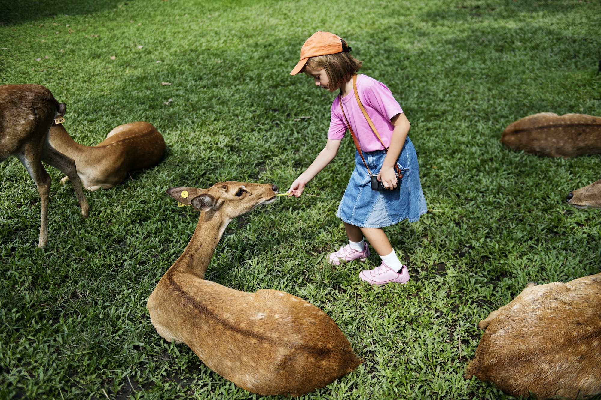 Young caucasian girl feeding deer at the zoo